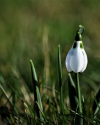 Februar_im_botanischen_Garten